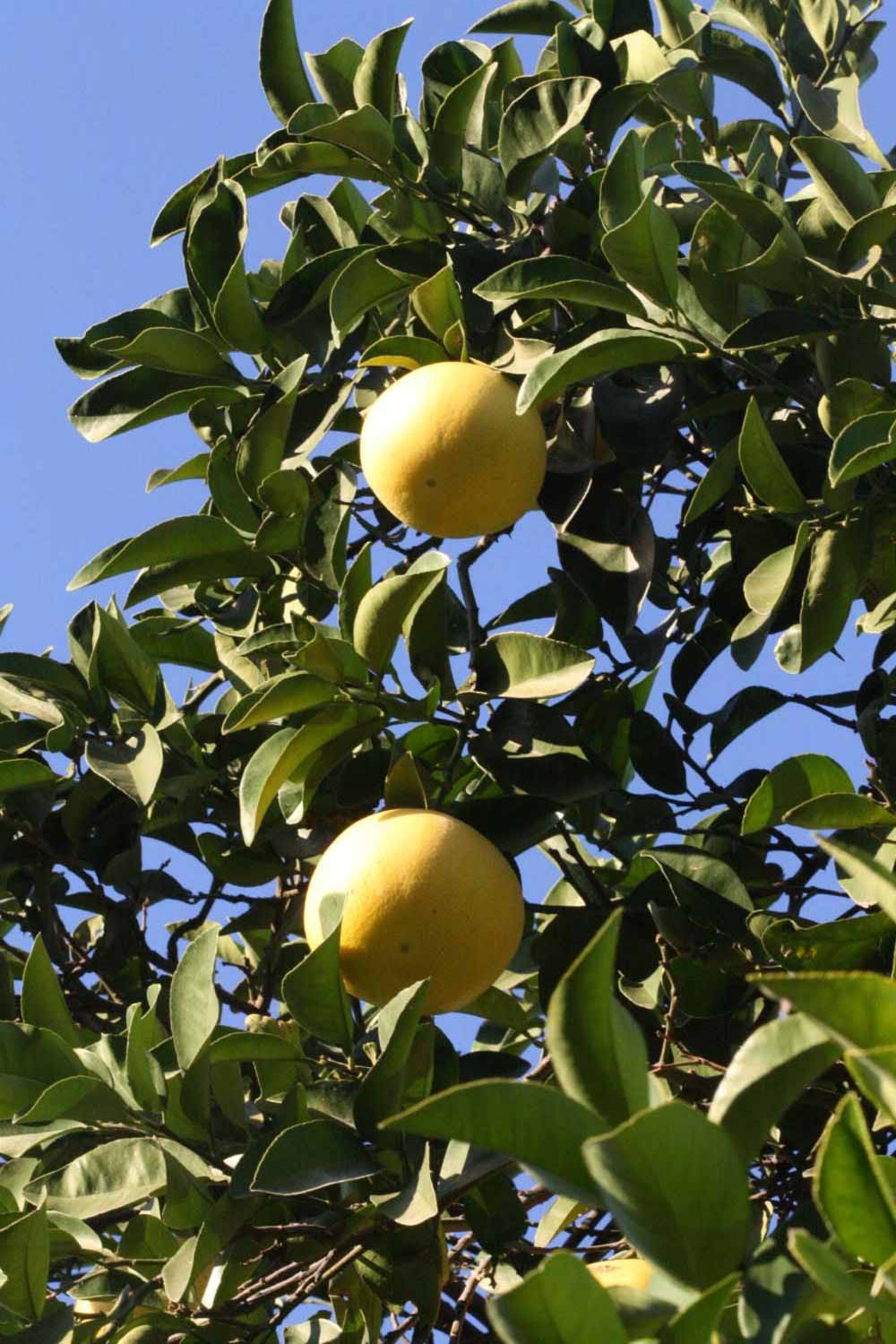              Fruit (Riverside, CA)       